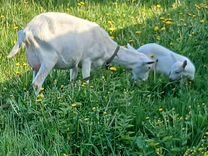 Семья зааненских коз