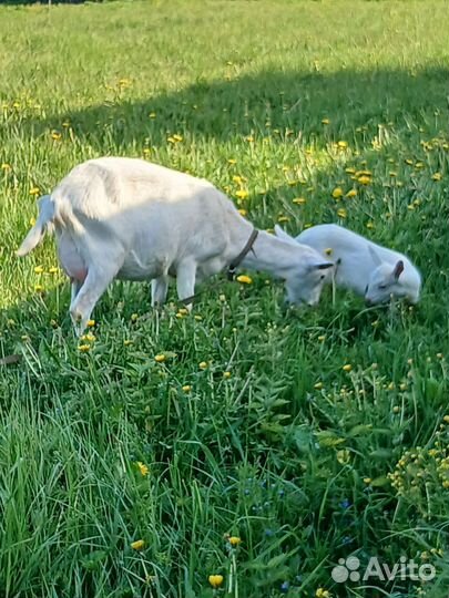 Семья зааненских коз