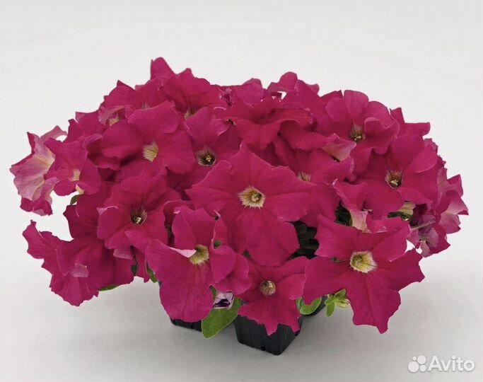 Семена Петуния грандифлора Саксесс 360