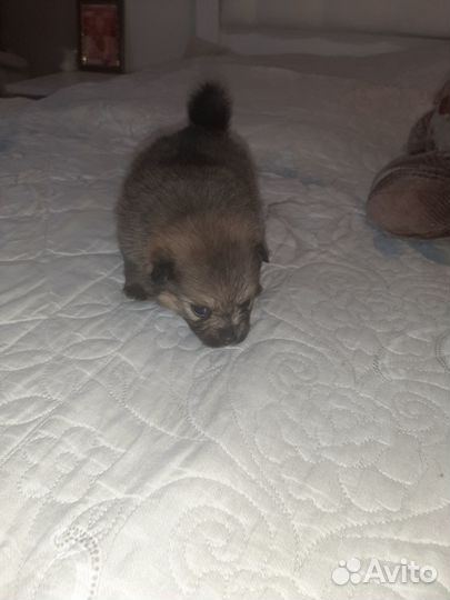 Щенки шпица