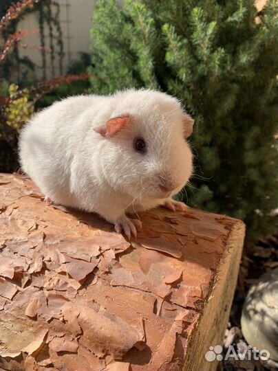 Морские свинки Тедди