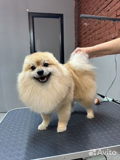 Груминг стрижка собак / кошек