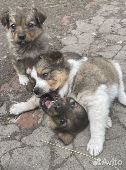 Щенки в дар в добрые руки