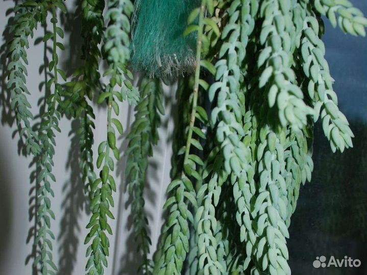 Очиток (Седум) комнатный