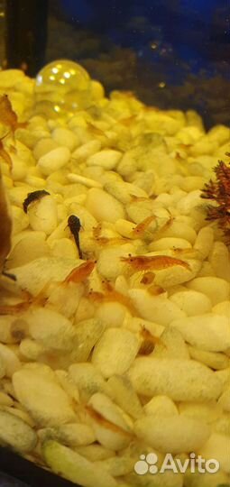 Креветки, сомики