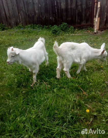 Продаются козлята