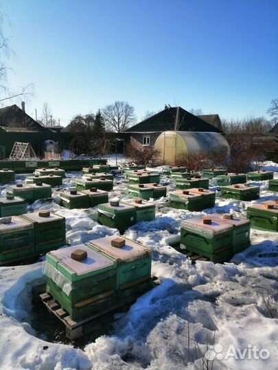 Пчелопакеты бакфаст