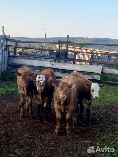 Телята мясной породы бычки