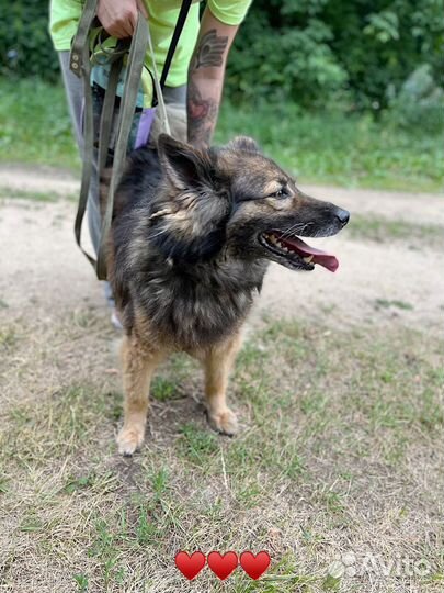 Собака в добрые руки