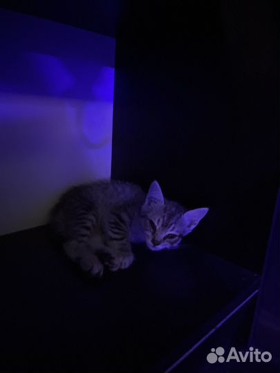 Котик бесплатно