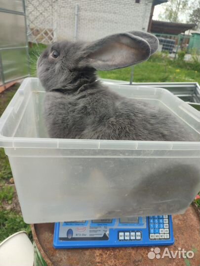 Кролики породы фландр
