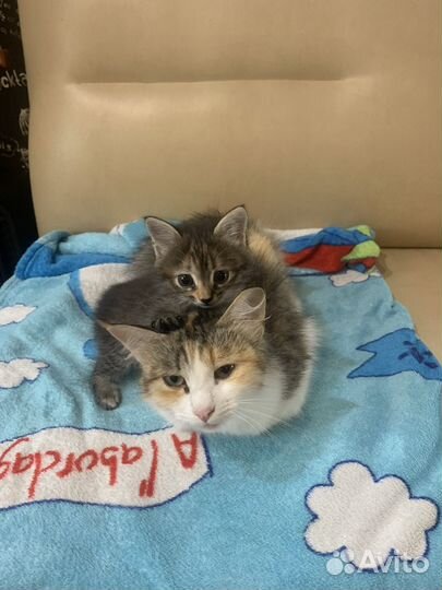 Котята - Крысоловки