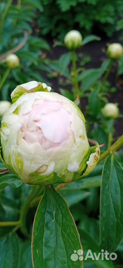 Пион Клехм Пинк Анноун (Klehm's Pink Unknown)бронь