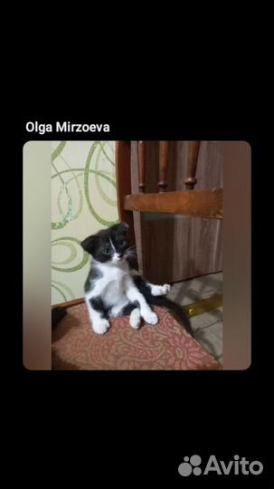 Девочка породистая