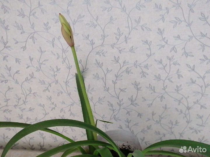 Гиппиаструм