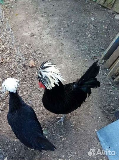 Куры, молодки, цыплята,инкубатор, бройлер, утята