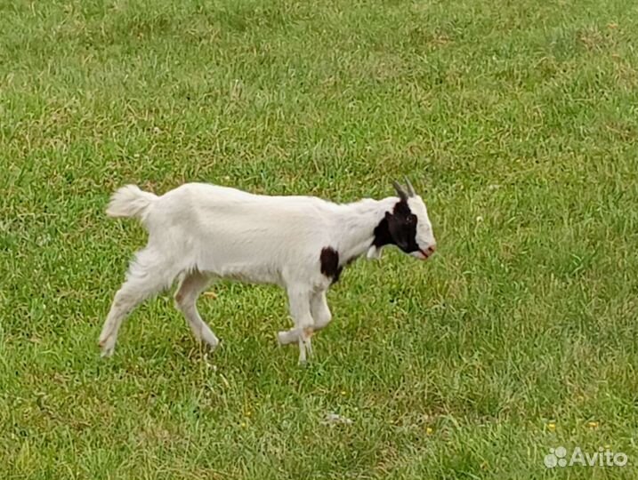 Молодняк коз