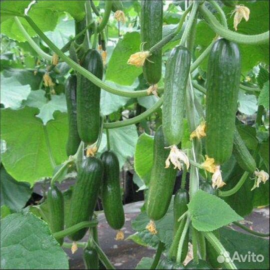 Разнорабочий / Овощевод (жилье) г. Старый Оскол