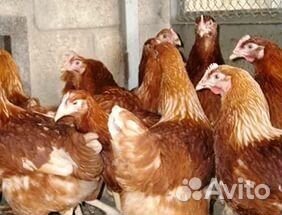 Продажа птицы