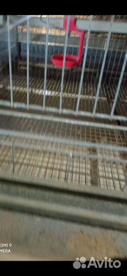 Клетки для содержания бролеров