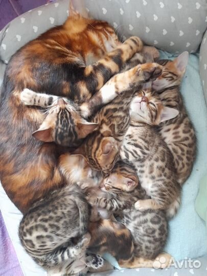 Бенгальские котята