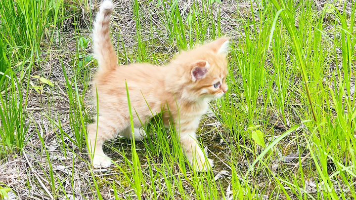 Милый котёнок