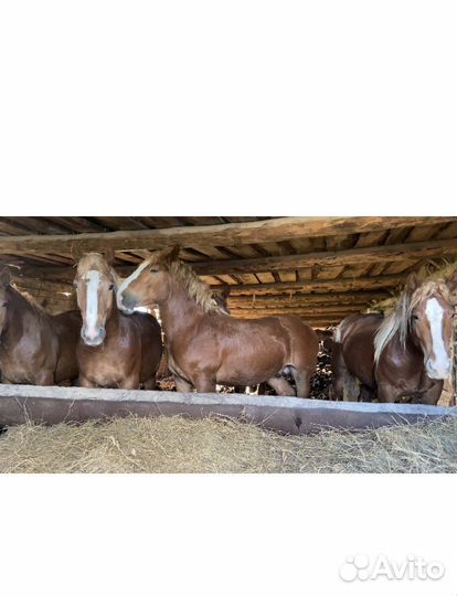 Жеребцы тяжеловозы