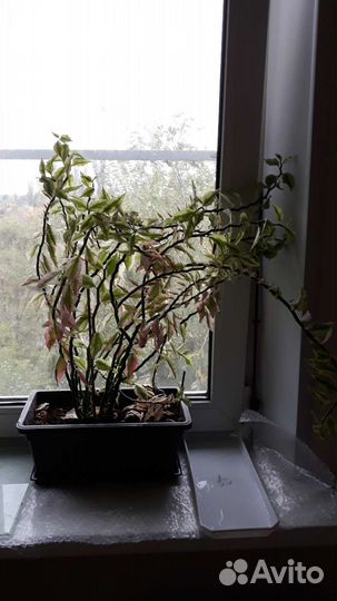 Педилантус