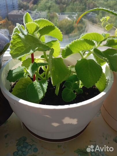 Мята разная