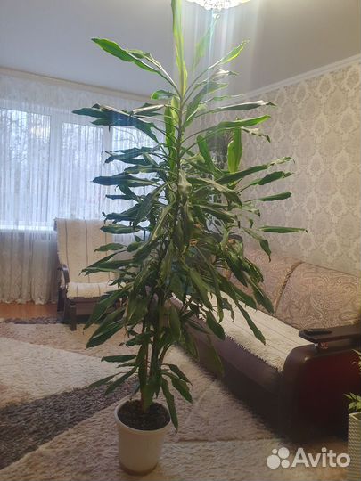 Комнатные растения цветы