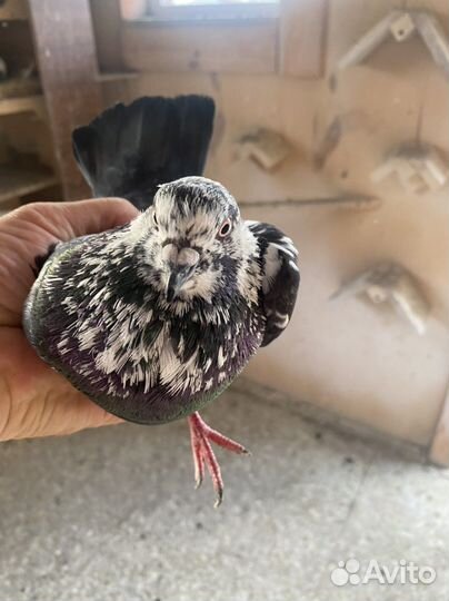 Продажа голубей