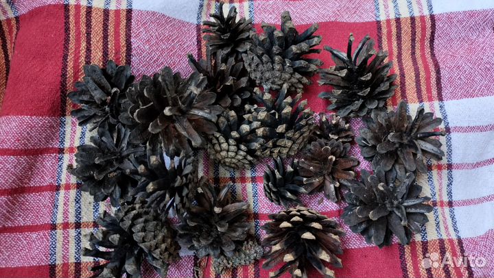 Шишки сосновые