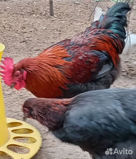 Петушки Маран черно-медный, пушкинский