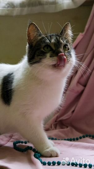 Котенок подросток