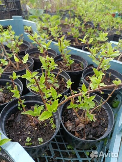 Декоративные кустарники