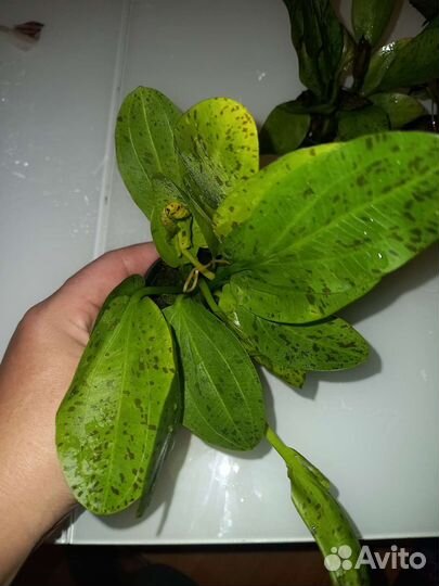 Аквариумное растение