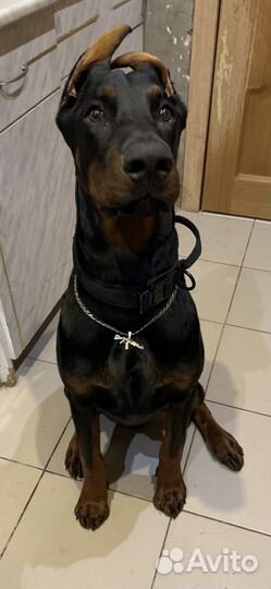 Вязка кобель доберман