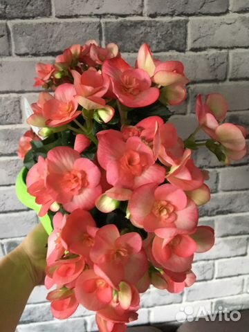 Бегонии элатиор черенки