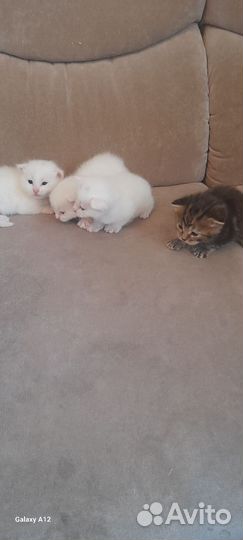 Котята майкун