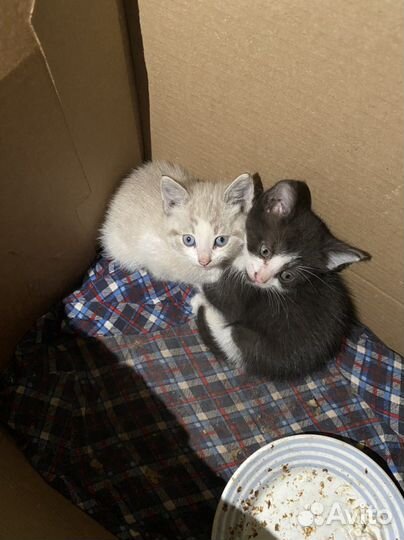 Котята бесплатно