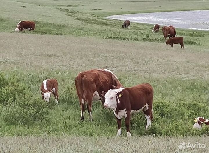 Бычки и быки