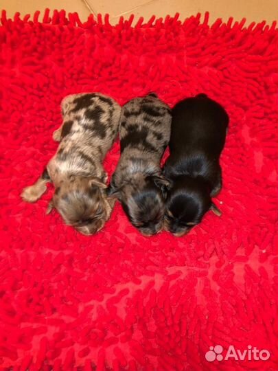 Йоркширский терьер