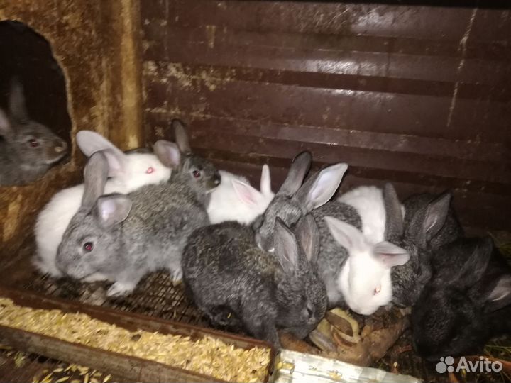 Кролики мясных пород