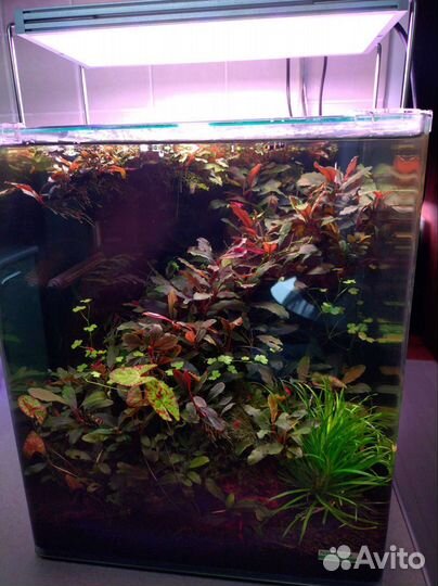 Аквариумные растения