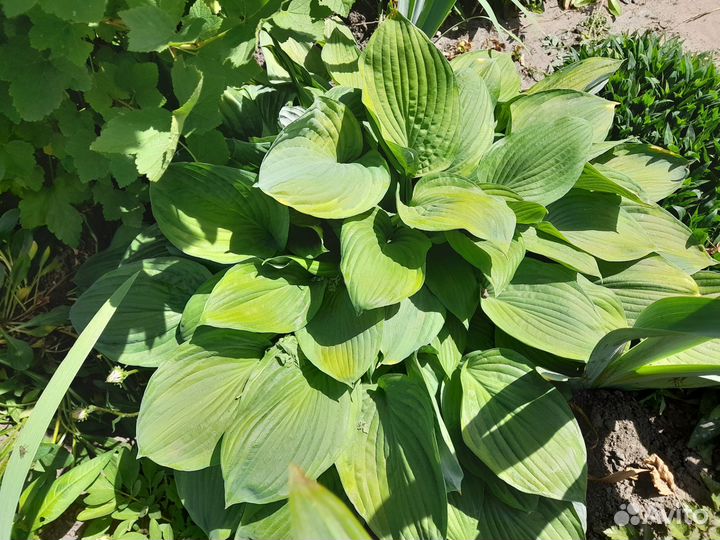 Хосты,флоксы