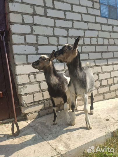 Альпийские козлята