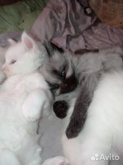 Котята мейн-кун