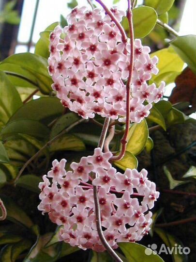 Хойя мясистая