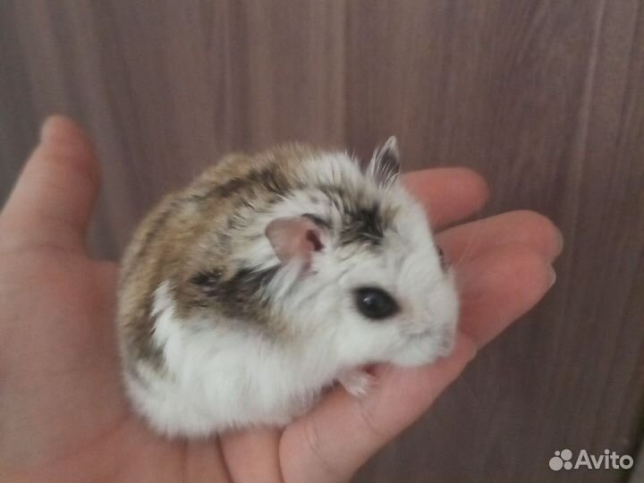 Джунгарский хомяк с клеткой