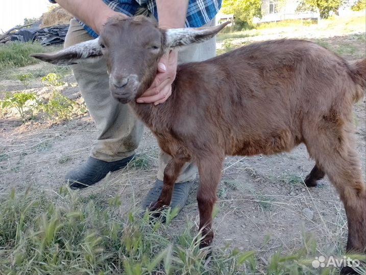 Козочки и козлик на племя